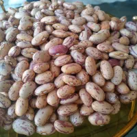 لوبیاچیتی بوجارشده ولیزر شده درجه یک