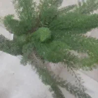 گل دم روباهی و هفت رنگ