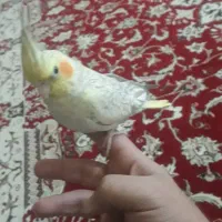 عروس هلندی مرواریدی زیبا خوشگل