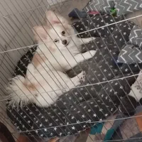 جفت سگ پامر