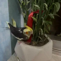 فروش جوجه عروس هلندی