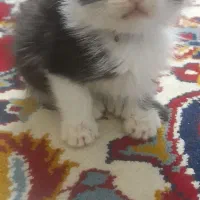 بچه گربه