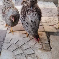 مرغ و خروس ویاندوت