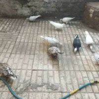 ۶ جفت نامه بر