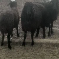 بره  نره چاق