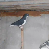 نر شهری یا خوشرنگ