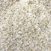 برنج کامفیروزی