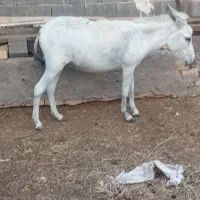 الاغ ماده