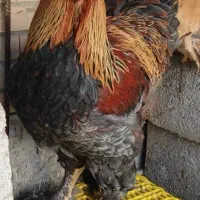 جوجه برهما فول کیفیت