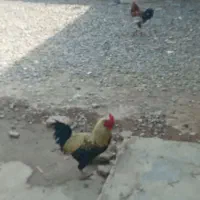 خروس محلی چاق