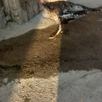 یک عدد بوقلمون ماده سالم محلی