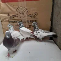کفتر کلدار