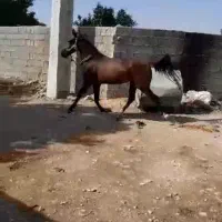 اسب مادیان