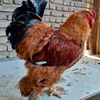 خروس برهما جوان