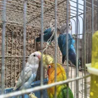 طوطی برزیلی فیشر