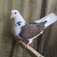 کبوتر|حیوانات|تهران, فلاح|دیوار