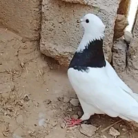 ستا طوقی