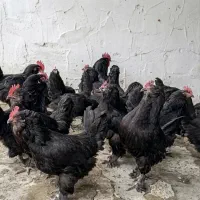 جوجه بوقلمون، جوجه مرغ مرندی و سلطان
