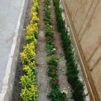 خدمات باغبانی باغچه کاری تعویض خاک گلدون گل وگیا