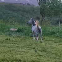 اسب