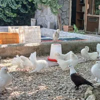 4عدد کبوتر دم چتری سفید پاک