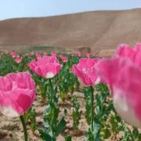 بذر اصلاح شده گل سفید صورتی