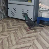 کفتر|پرنده|قشم, |دیوار