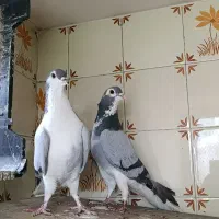 دو عدد کبوتر دمگیر نر درجه یک روزگاری