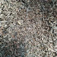 چای درجه یک