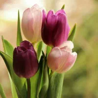 شرکت نظافتی معتبربامجوزخانم آقاتضمینی کل نقاط