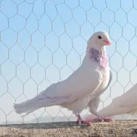 4 عدد کبوتر پرشی