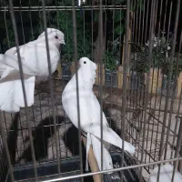 کبوتر سفید پاک عروسک