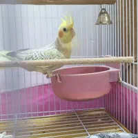 مرغ عروس