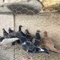 کبوتر