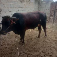 گاو نر گوشتی