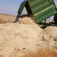 کاه دیم کرمانشاه
