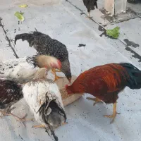 بوقلمون ومرغ وخروس