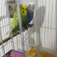 مرغ عشق هلندی خوش رنگ