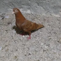 کفتر|پرنده|درگهان, |دیوار