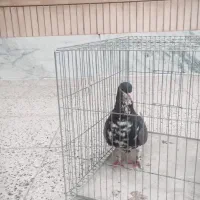 ساده قهوه‌ای ماده گلی