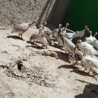 جوجه شاخک
