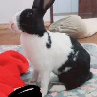 خرگوش اهلی باهوش وتمیز در ملاشیه