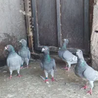 کبوتر