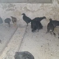 جوجه مرغ محلی دوماهه