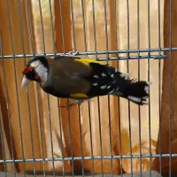 سهره سه ساله