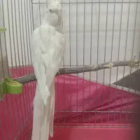 عروس هلندی آلبینو نر بالغ آماده جفت گیری