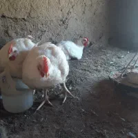 ۶ عددمرغ گوشتی