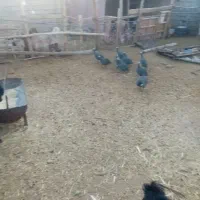 مرغ شاخدار