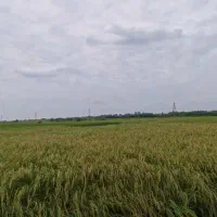 فروش خیلی فوری شالیزار، بیجار، بجار، زمین کشاورزی