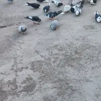 کفتر|پرنده|ملکآباد, |دیوار
